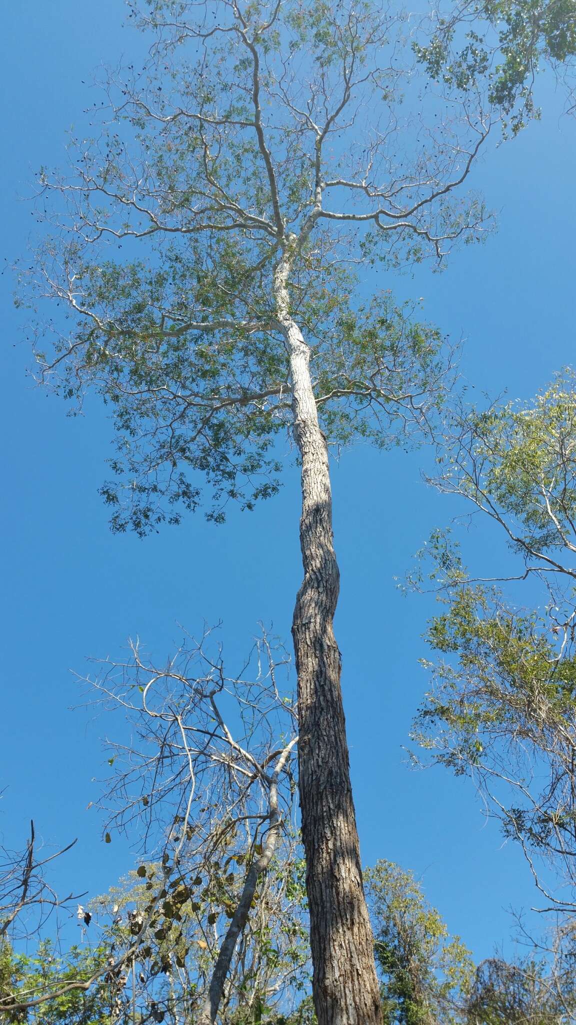 Image of Dupuya madagascariensis