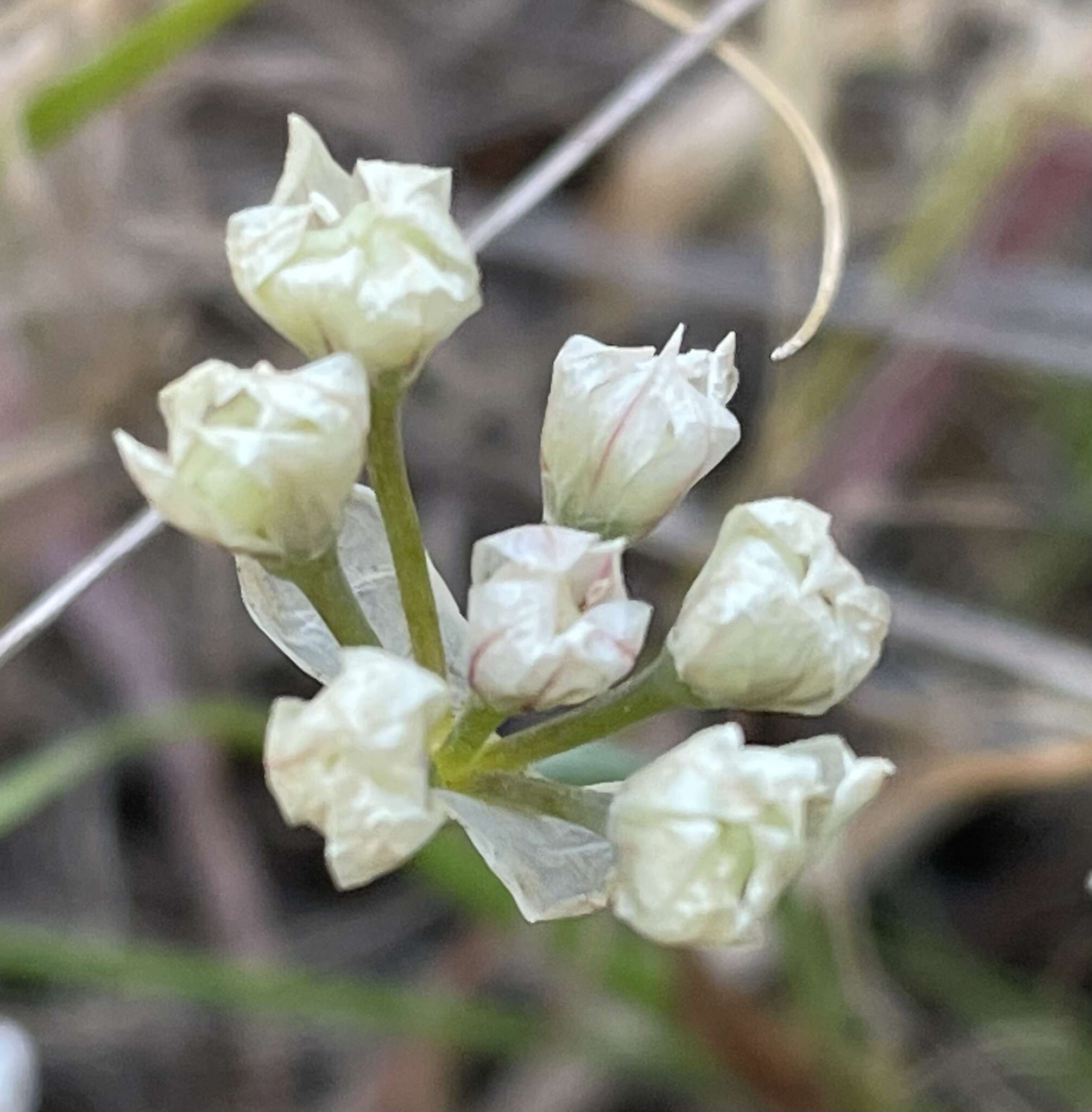 Image of Hickman's Onion