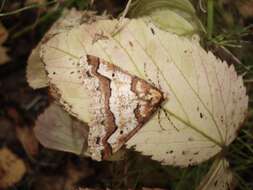 Image of mottled umber