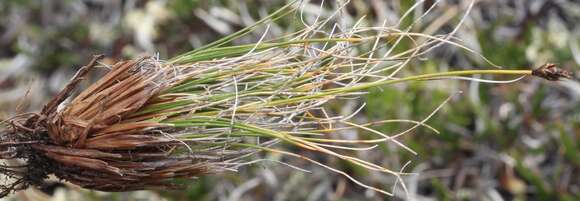 Image of Northern Bog Sedge