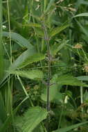 Image of Urtica dioica subsp. pubescens (Ledeb.) Domin