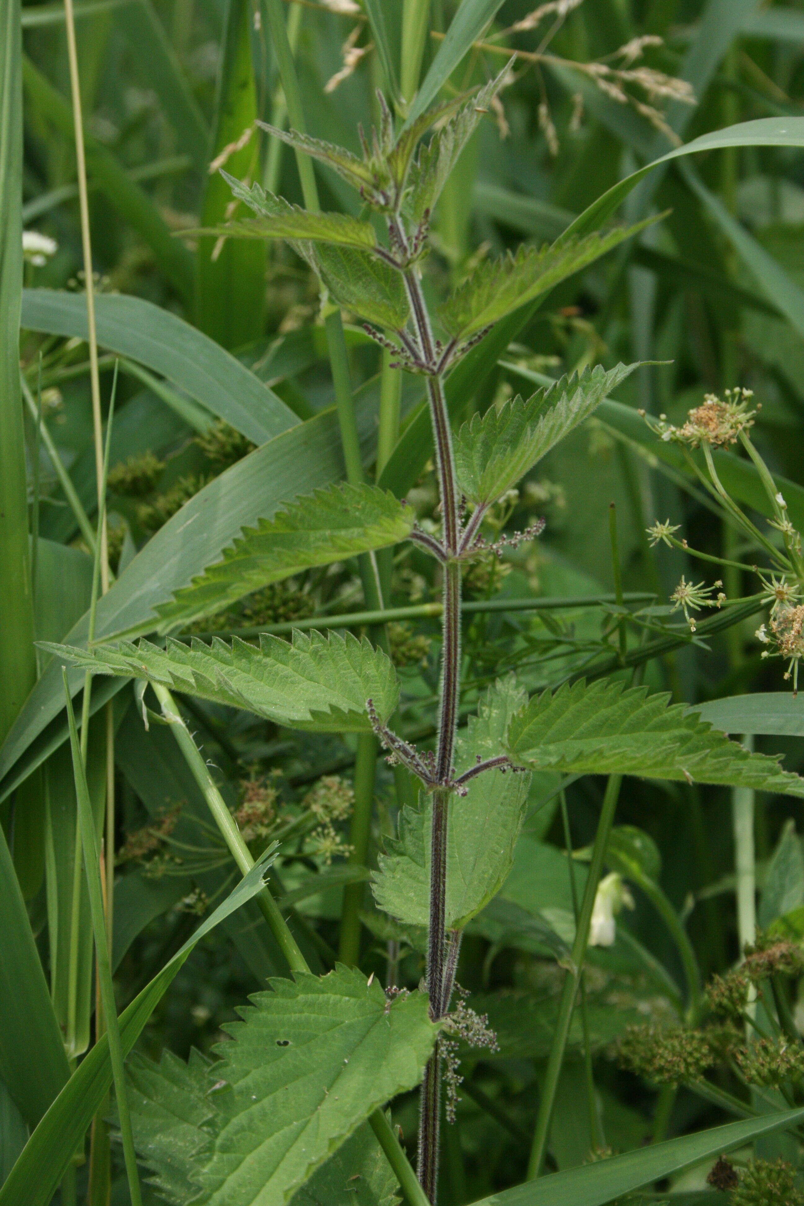 Image of Urtica dioica subsp. pubescens (Ledeb.) Domin