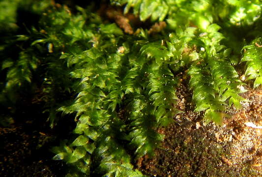 Plancia ëd Vesicularia galerulata Brotherus 1908