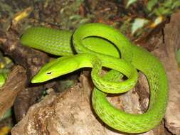 Image of Malayan Vine Snake