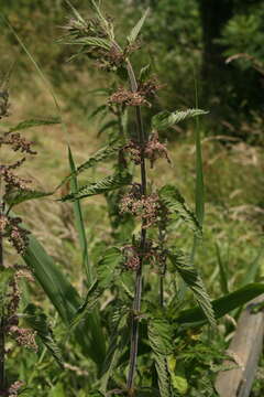 Image of Urtica dioica subsp. pubescens (Ledeb.) Domin