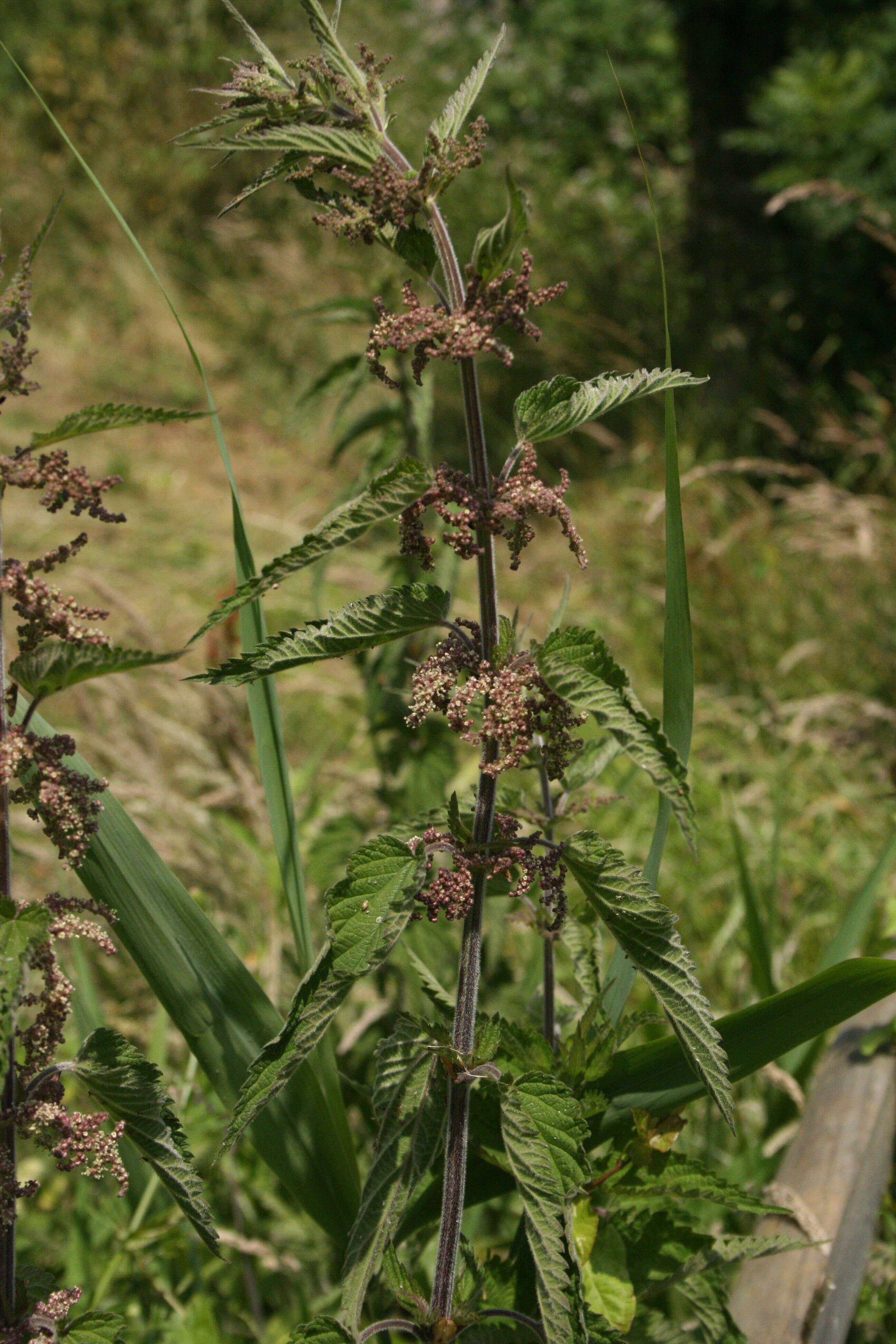 Image of Urtica dioica subsp. pubescens (Ledeb.) Domin