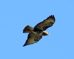 Image of Forest Buzzard