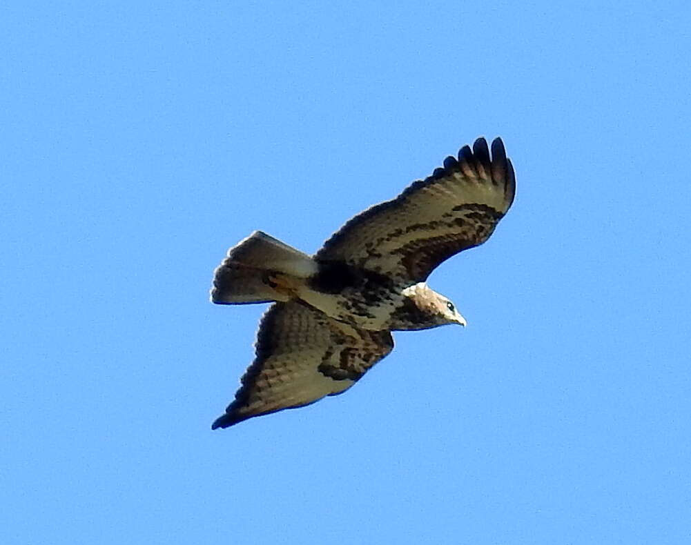 Imagem de Buteo trizonatus Rudebeck 1957