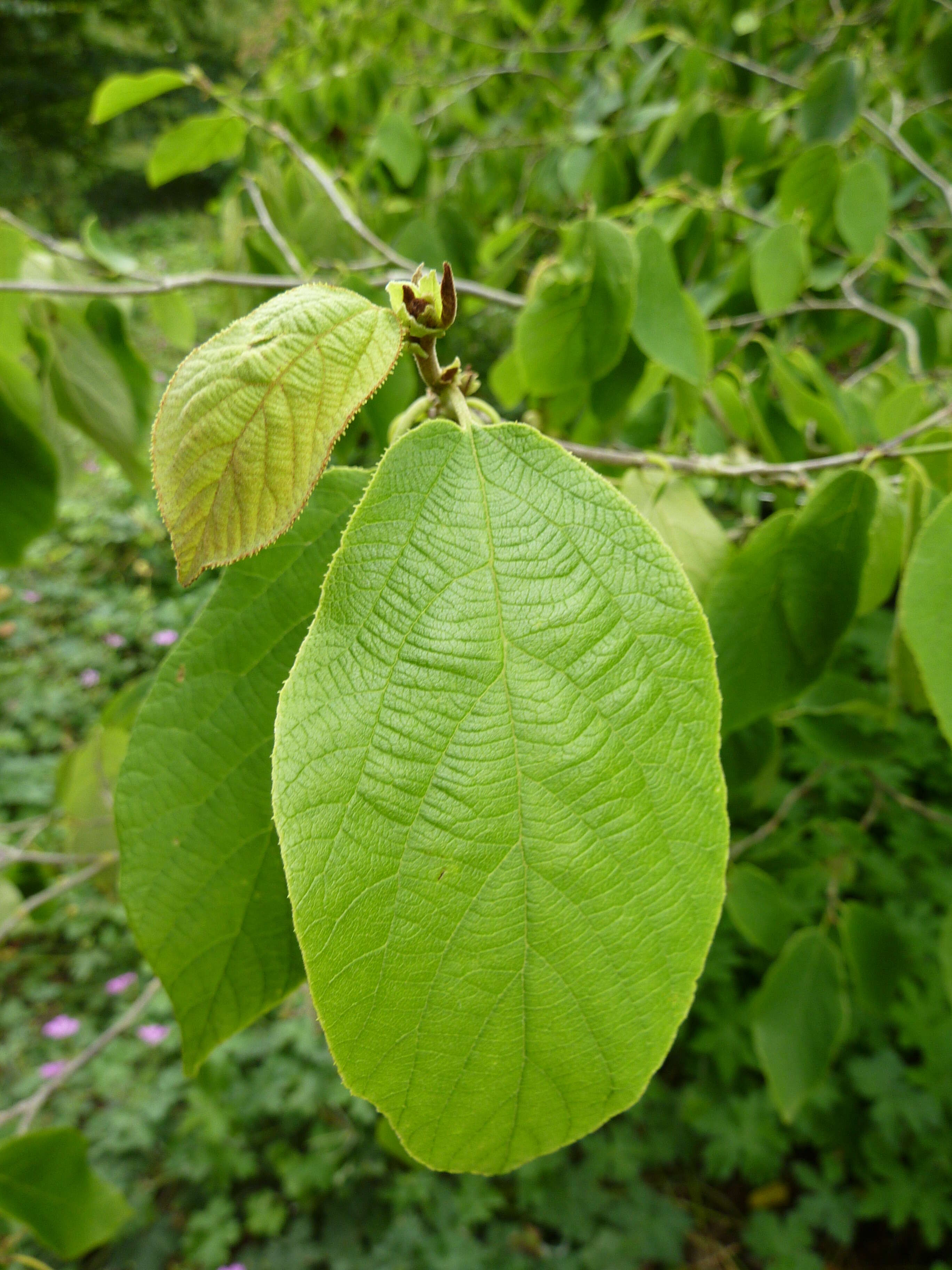 Imagem de Sinowilsonia henryi Hemsl.