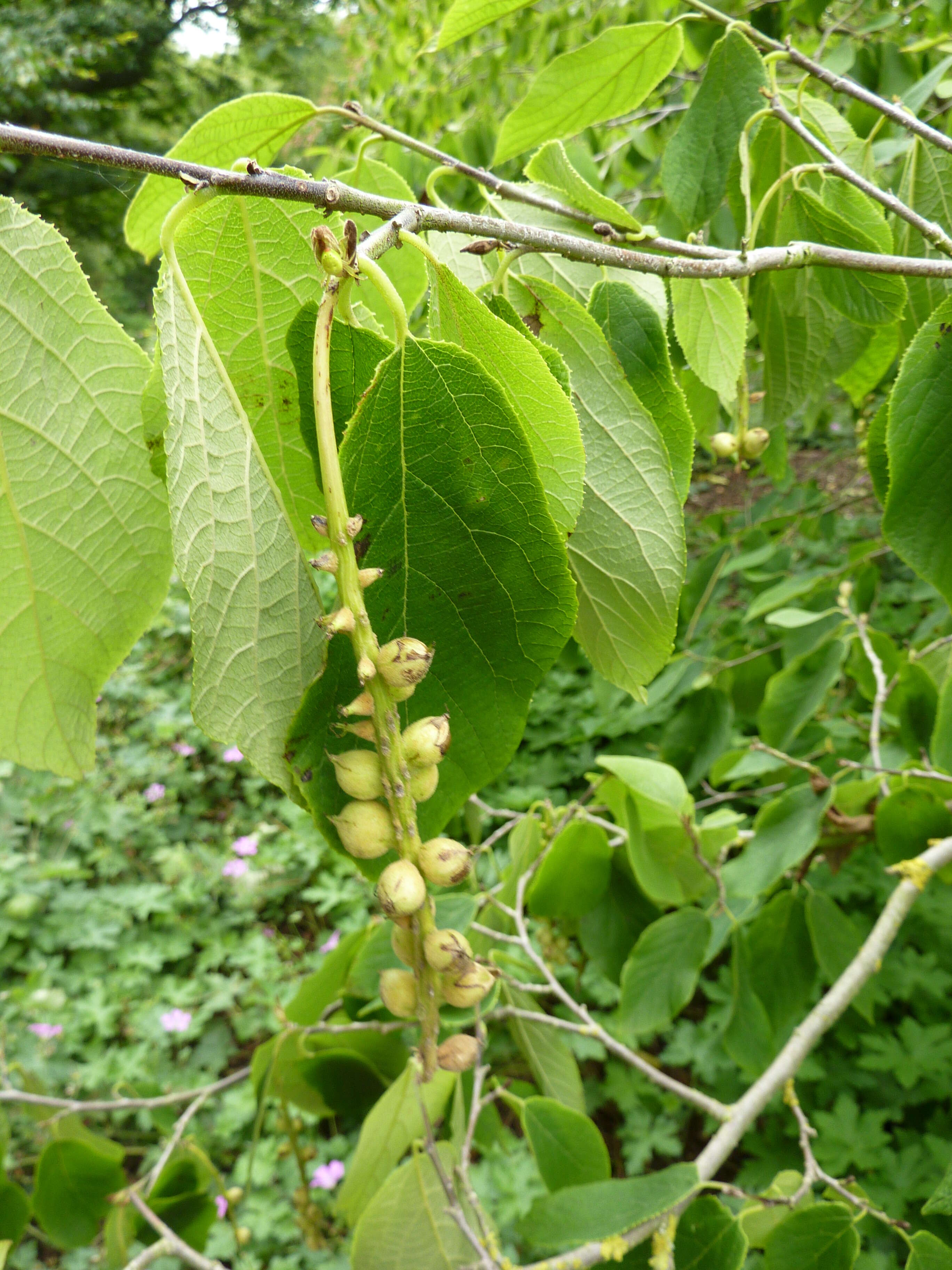 Plancia ëd Sinowilsonia henryi Hemsl.