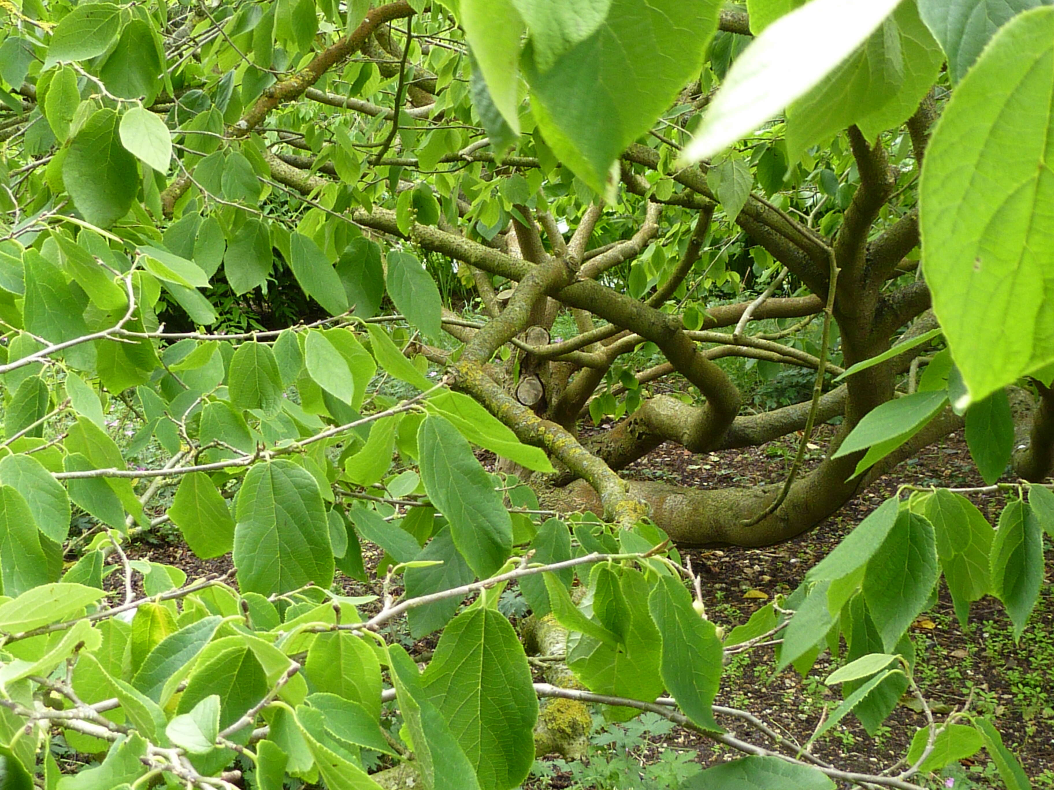 Plancia ëd Sinowilsonia henryi Hemsl.