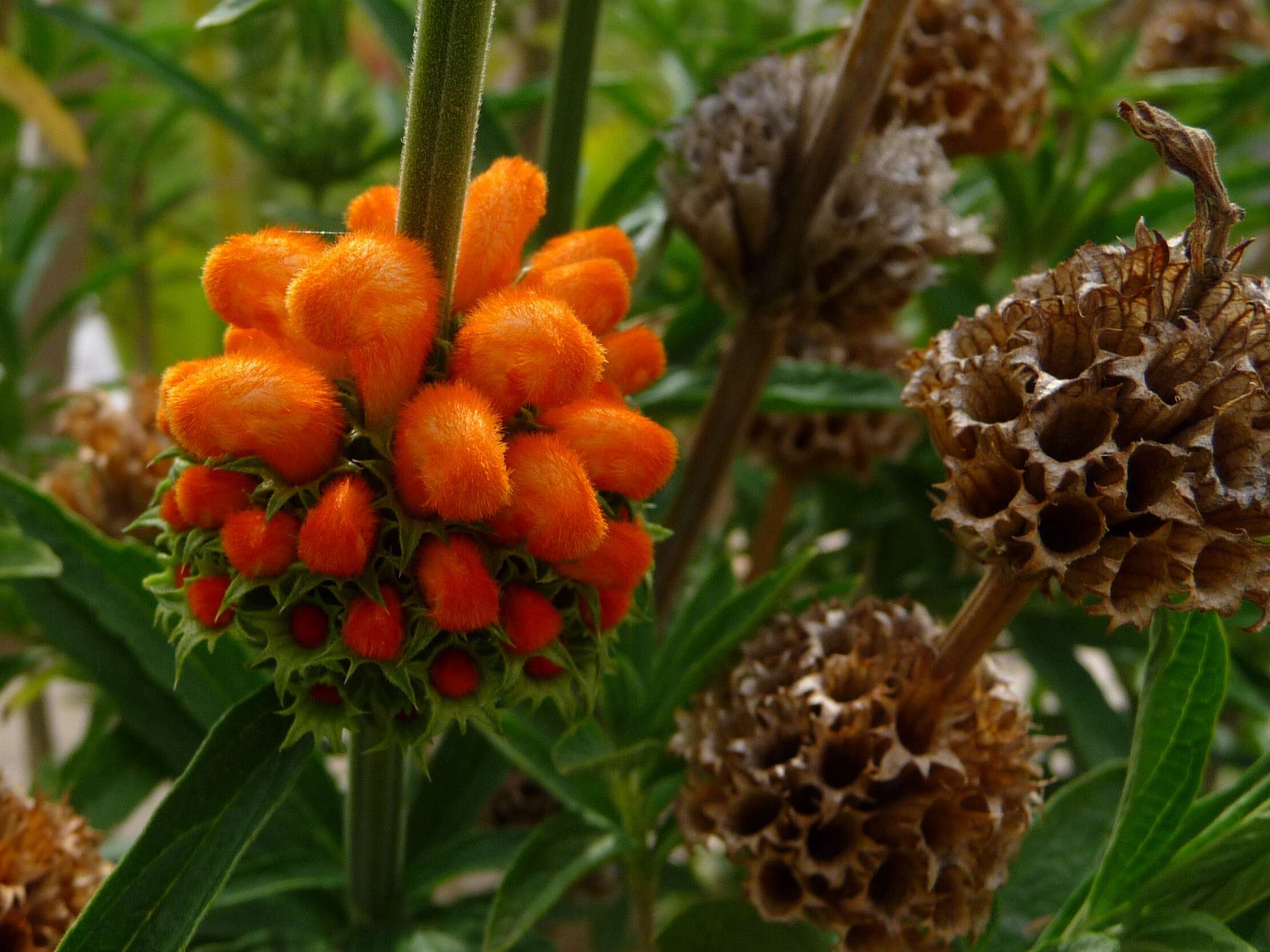 Image of lion's ear