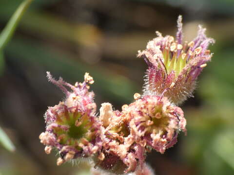 Image of Sempervivum montanum L.