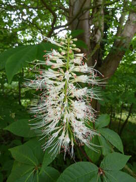 Imagem de Aesculus parviflora Walt.