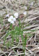 Imagem de Cardamine trifida (Lam. ex Poir.) B. M. G. Jones