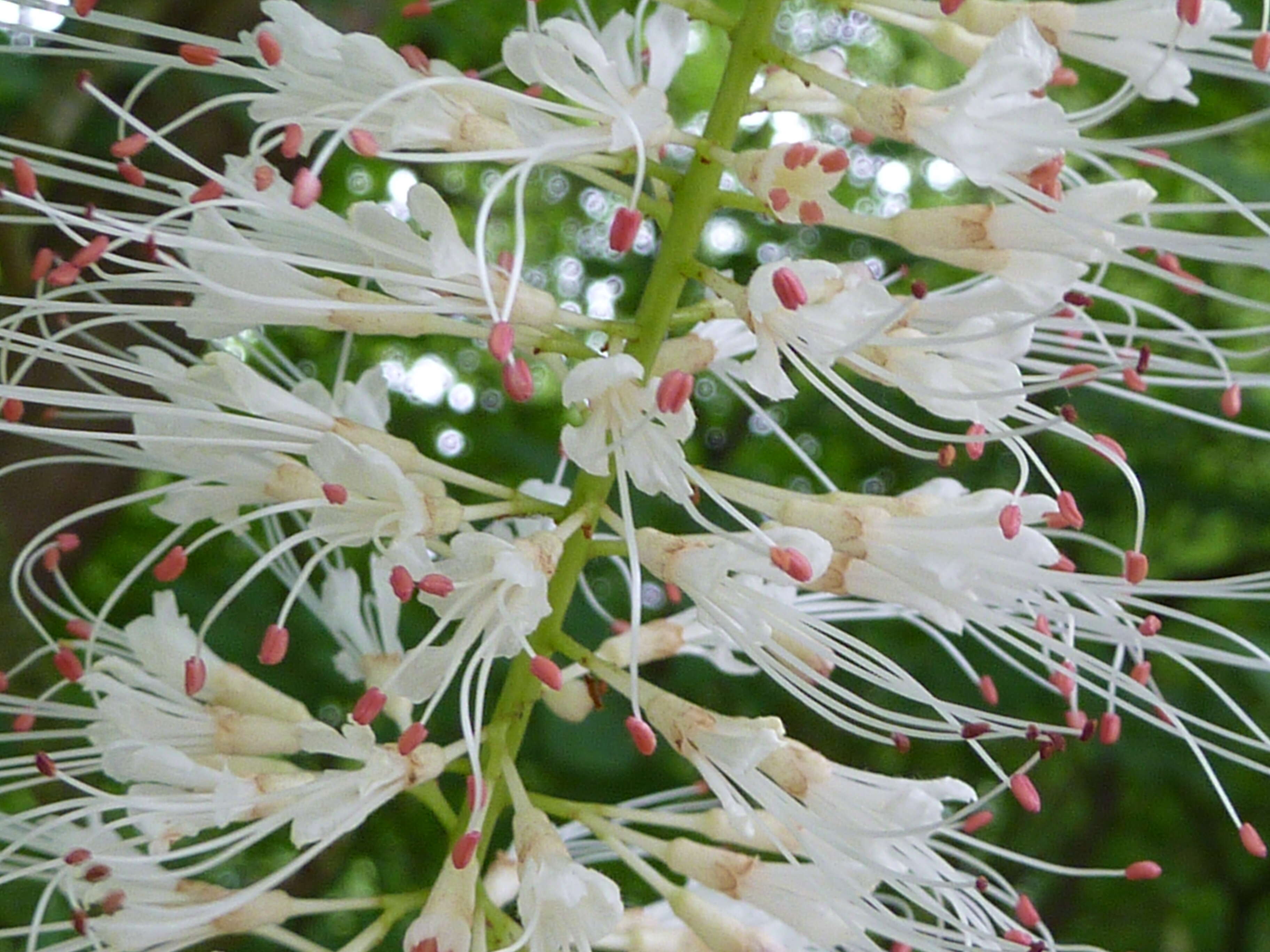 Imagem de Aesculus parviflora Walt.