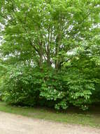 Imagem de Aesculus parviflora Walt.