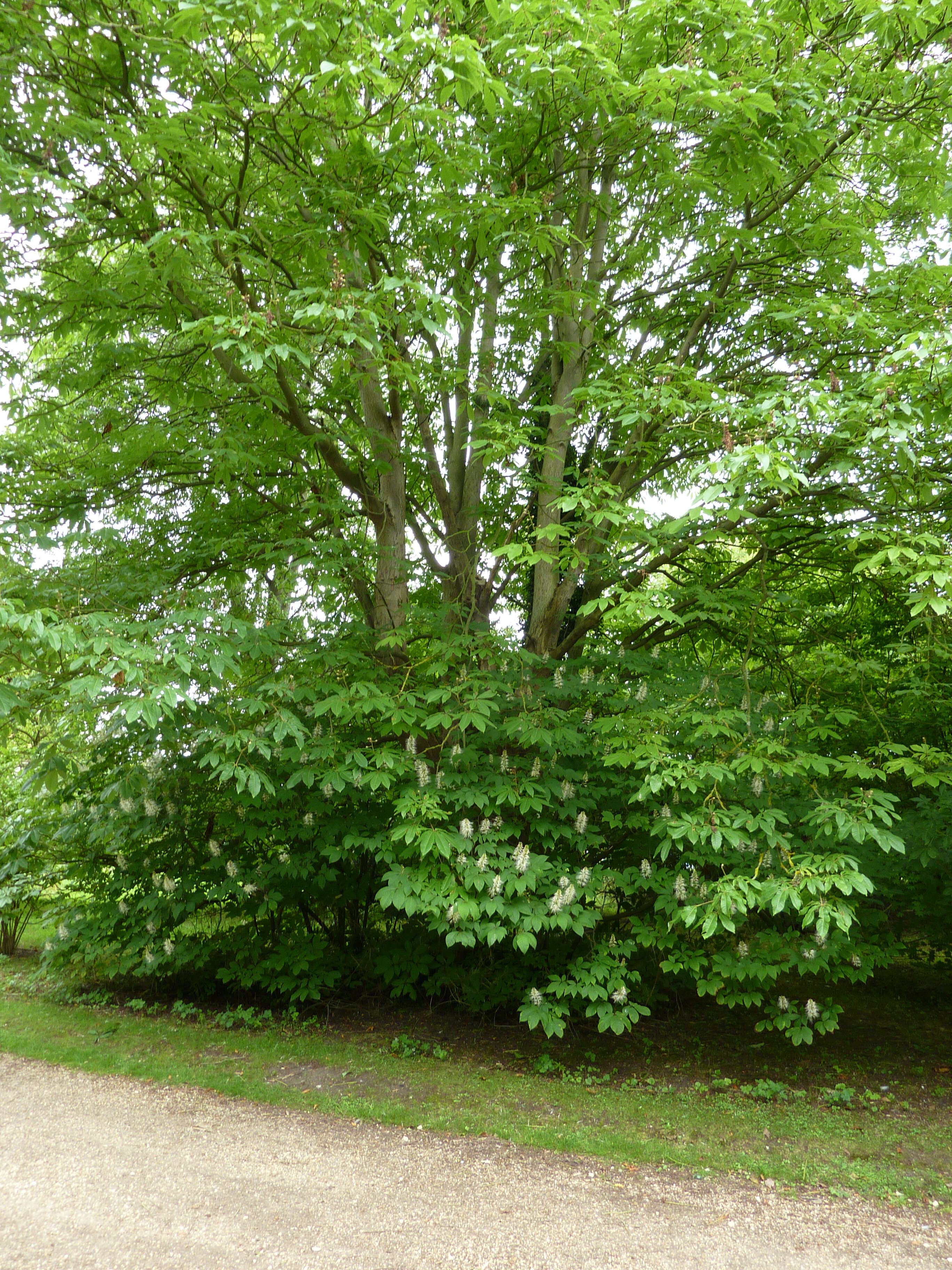 Imagem de Aesculus parviflora Walt.