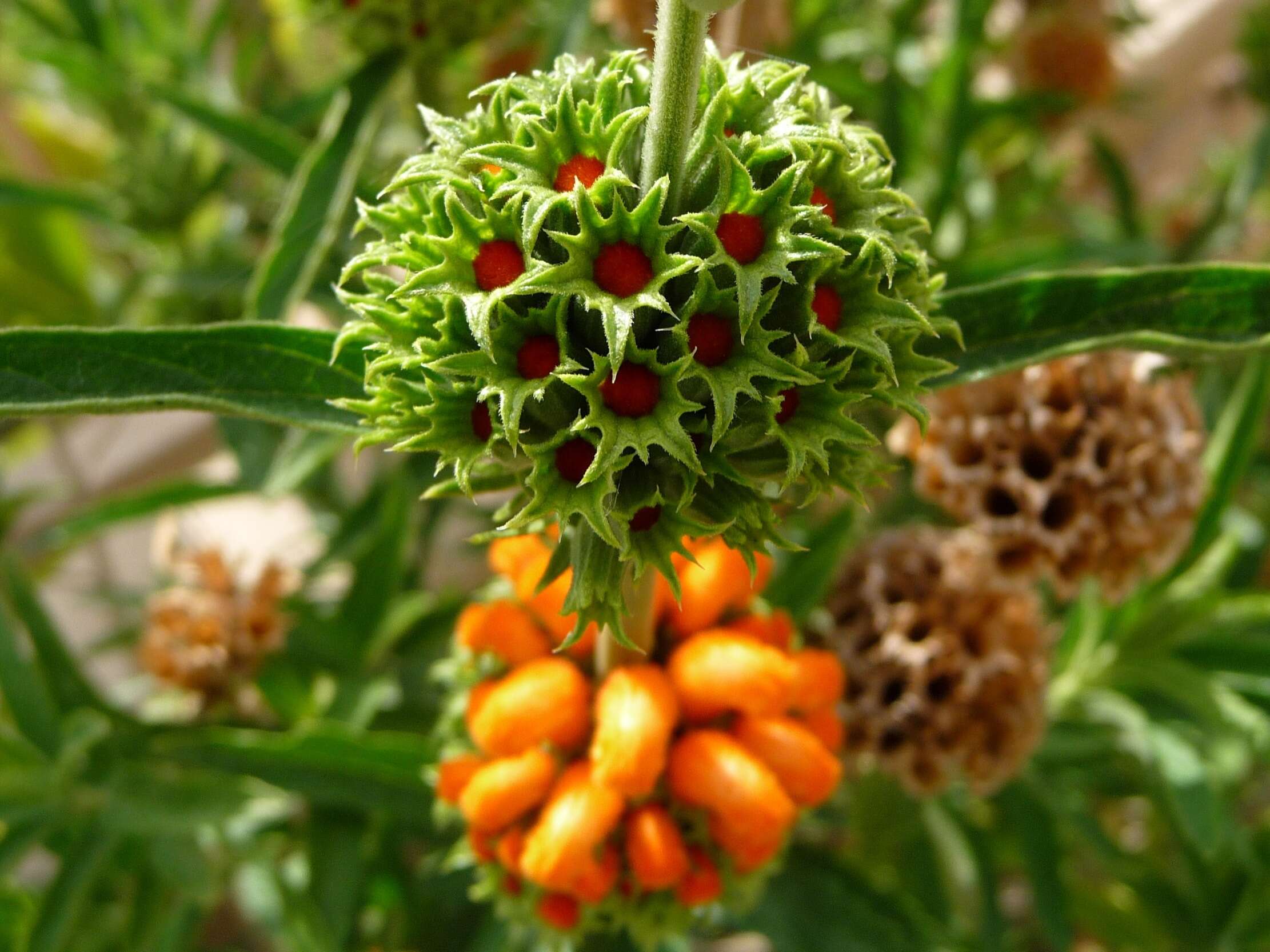 Image of lion's ear