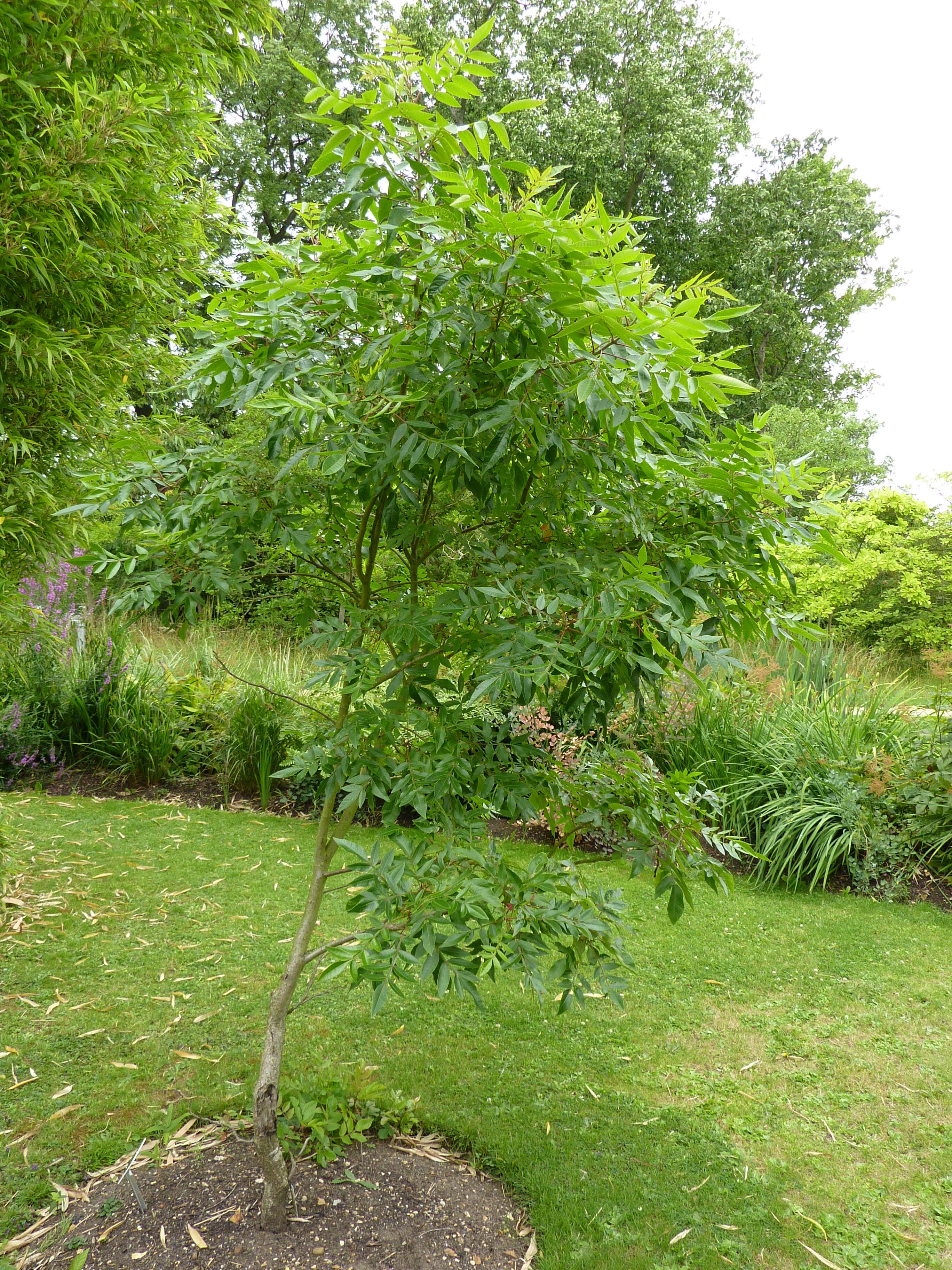 Image de Rhus copallinum