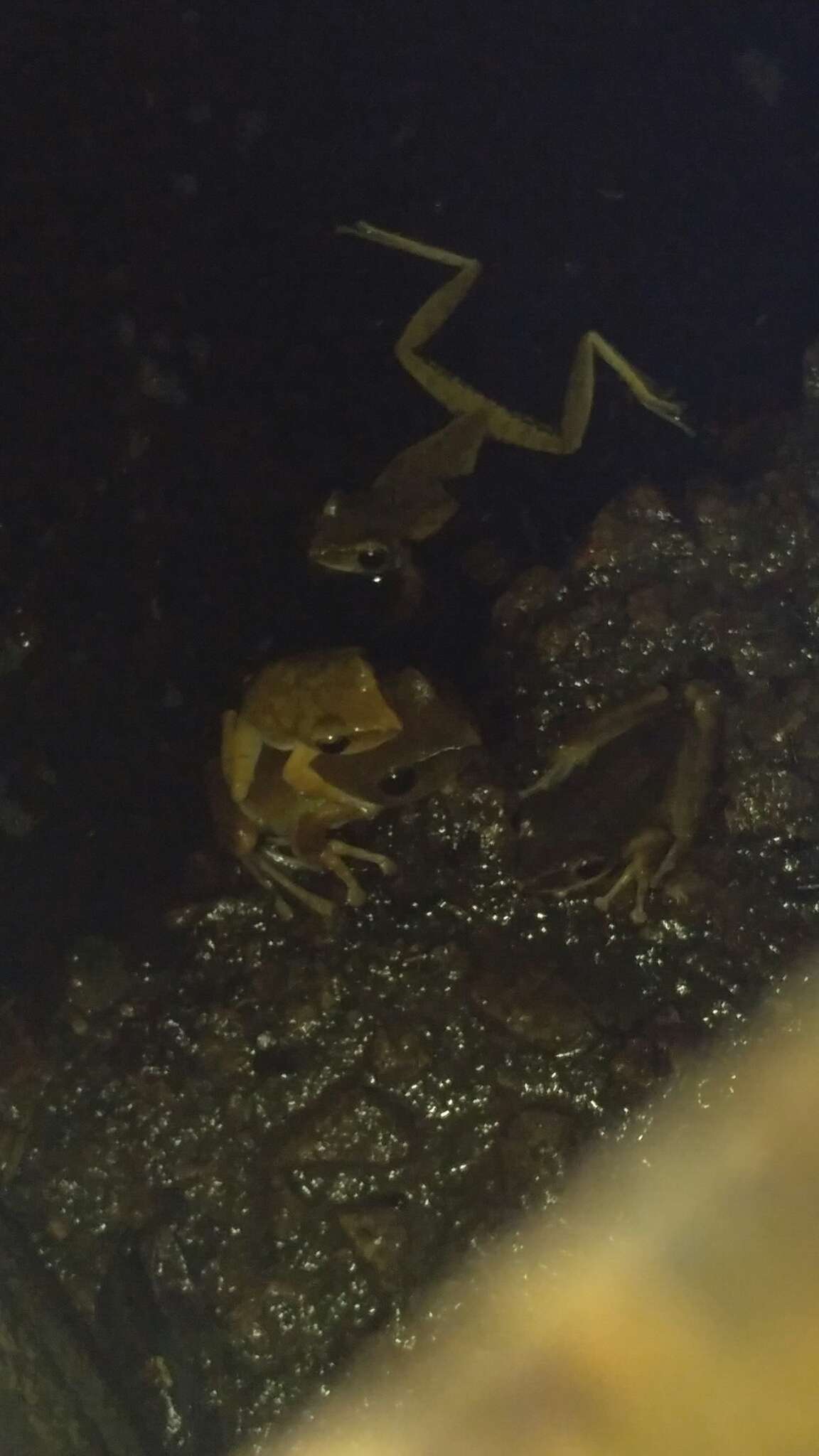 Image of Hong Kong Whipping Frog