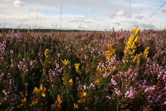 Image of Dwarf Gorse
