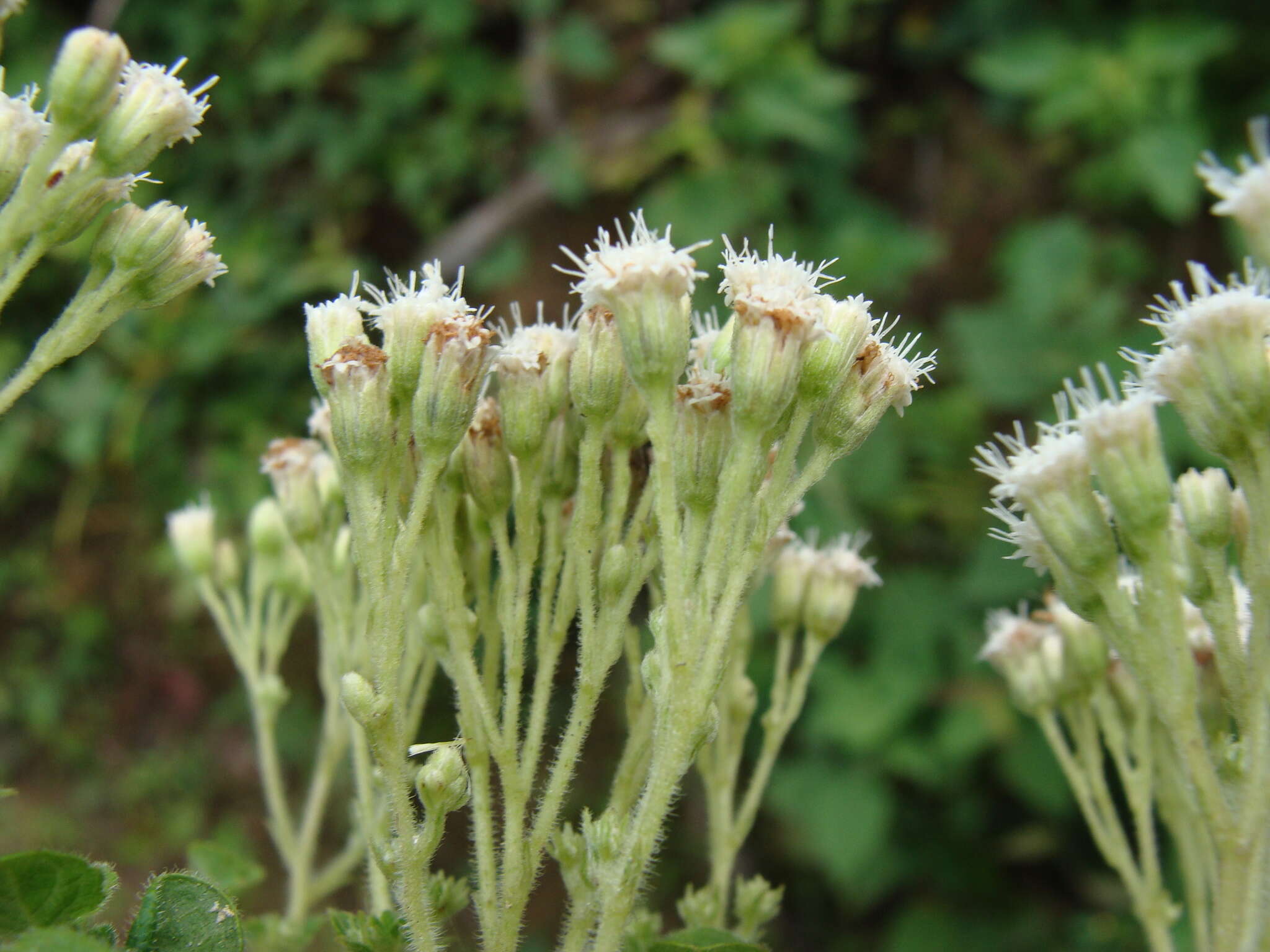 Image of Ageratina pichinchensis (Kunth) R. King & H. Rob.