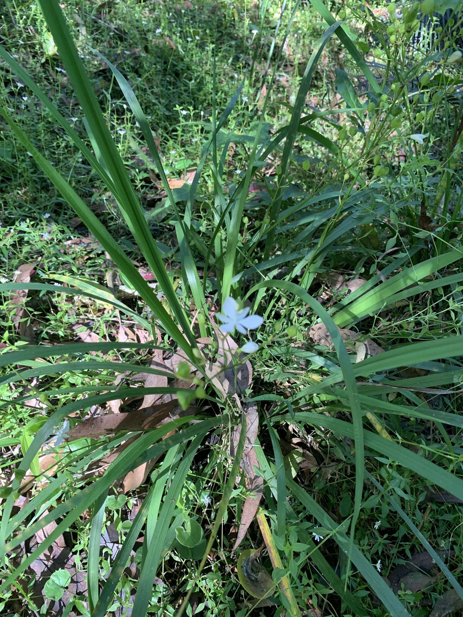 Image de Libertia paniculata (R. Br.) Spreng.