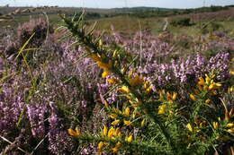 Imagem de Ulex gallii Planch.