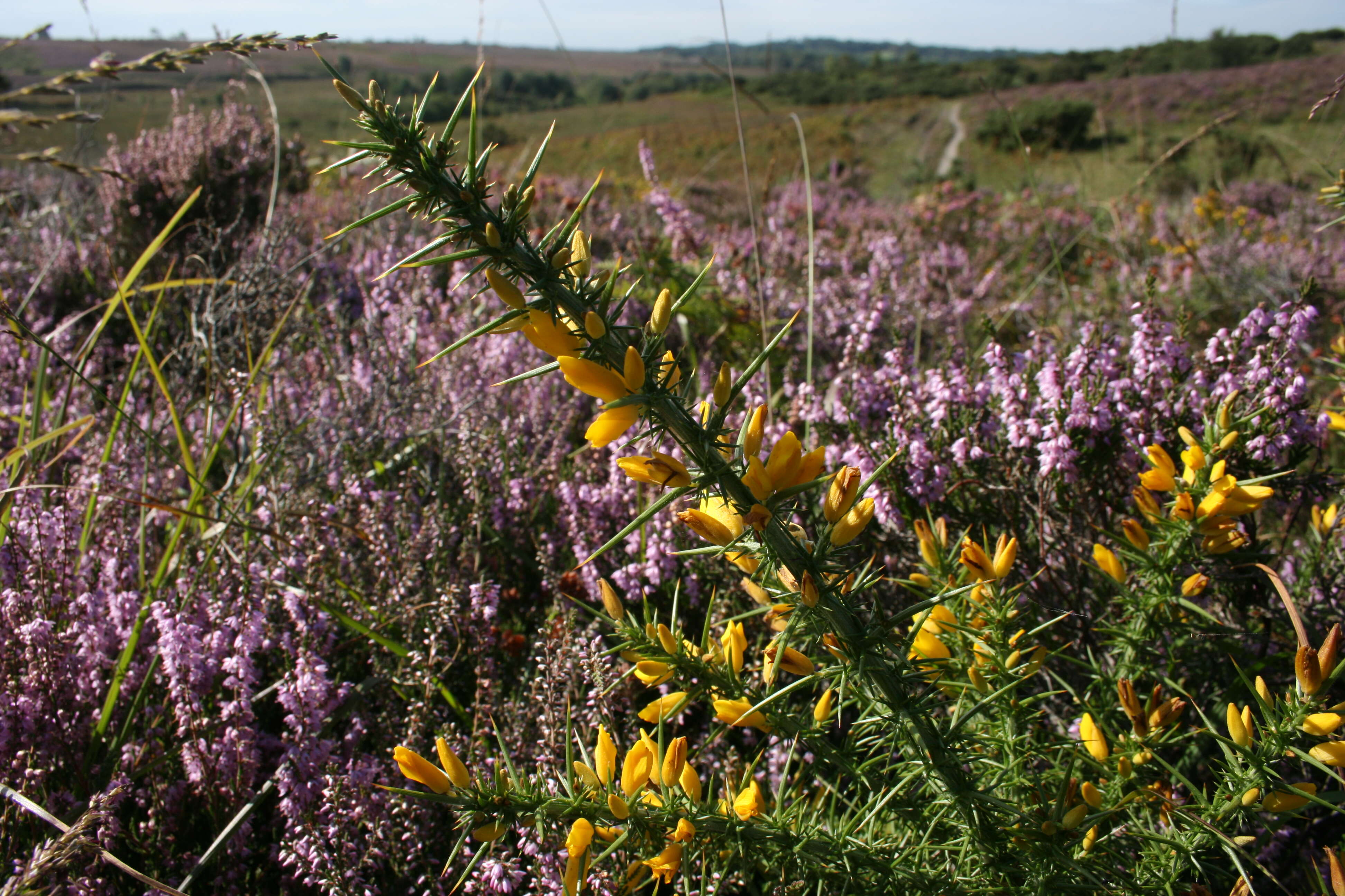 Imagem de Ulex gallii Planch.