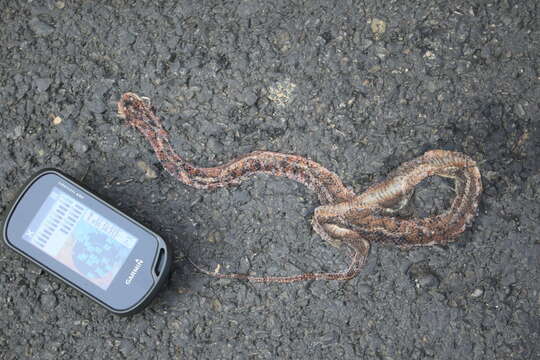 Image of Common Slug Snake