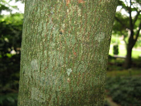 Image of Nikko Maple