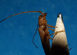 Image of Long-horned beetle