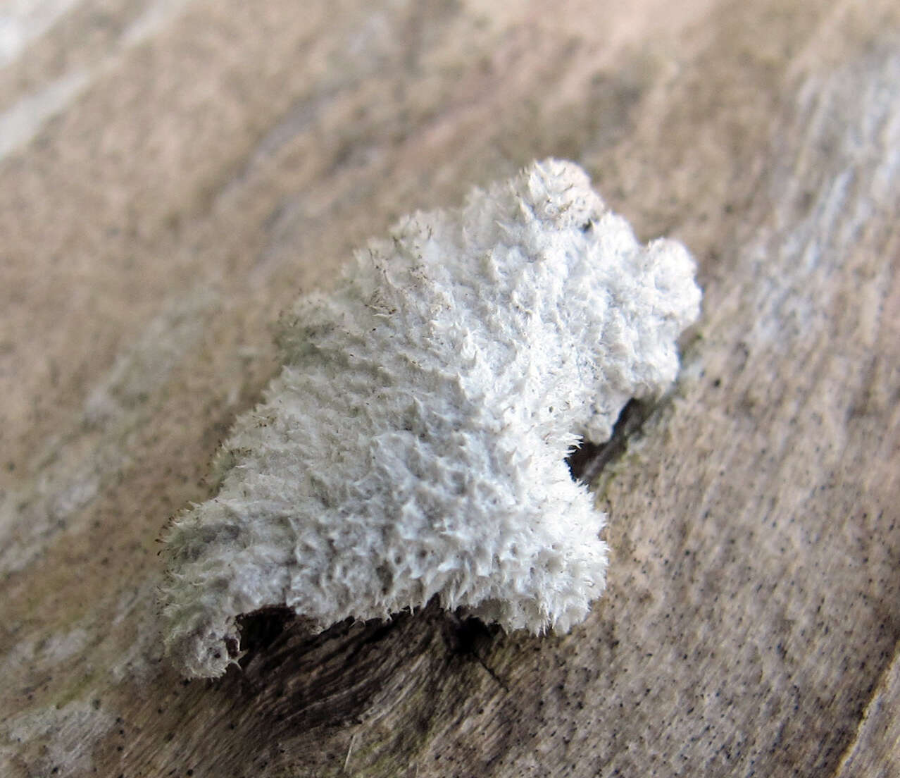 Image of Schizophyllum