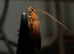 Image of Long-horned beetle