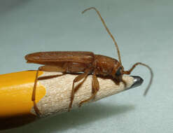 Image of Long-horned beetle