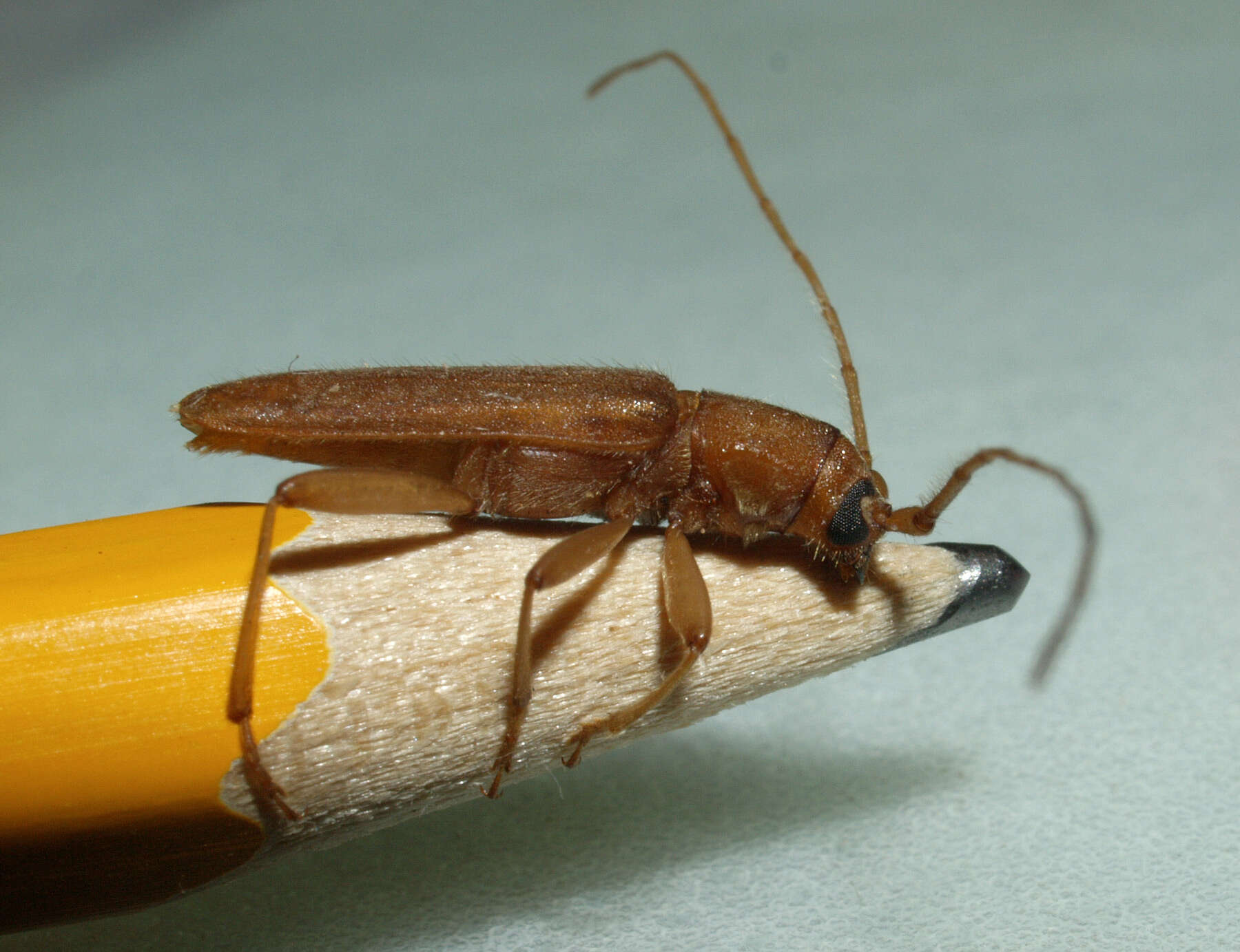 Image of Long-horned beetle