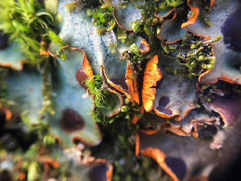 Image of chocolate chip lichen