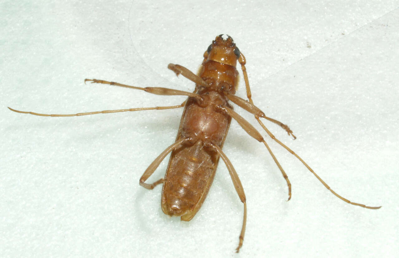 Image of Long-horned beetle