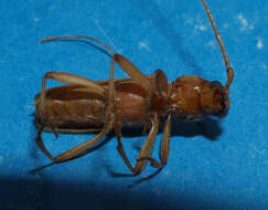 Image of Long-horned beetle