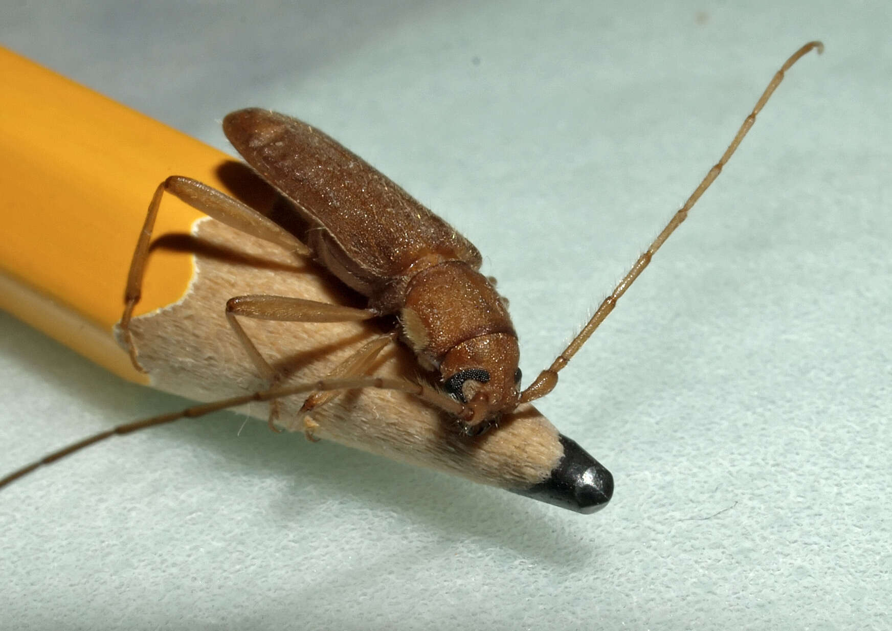 Image of Long-horned beetle