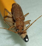 Image of Long-horned beetle