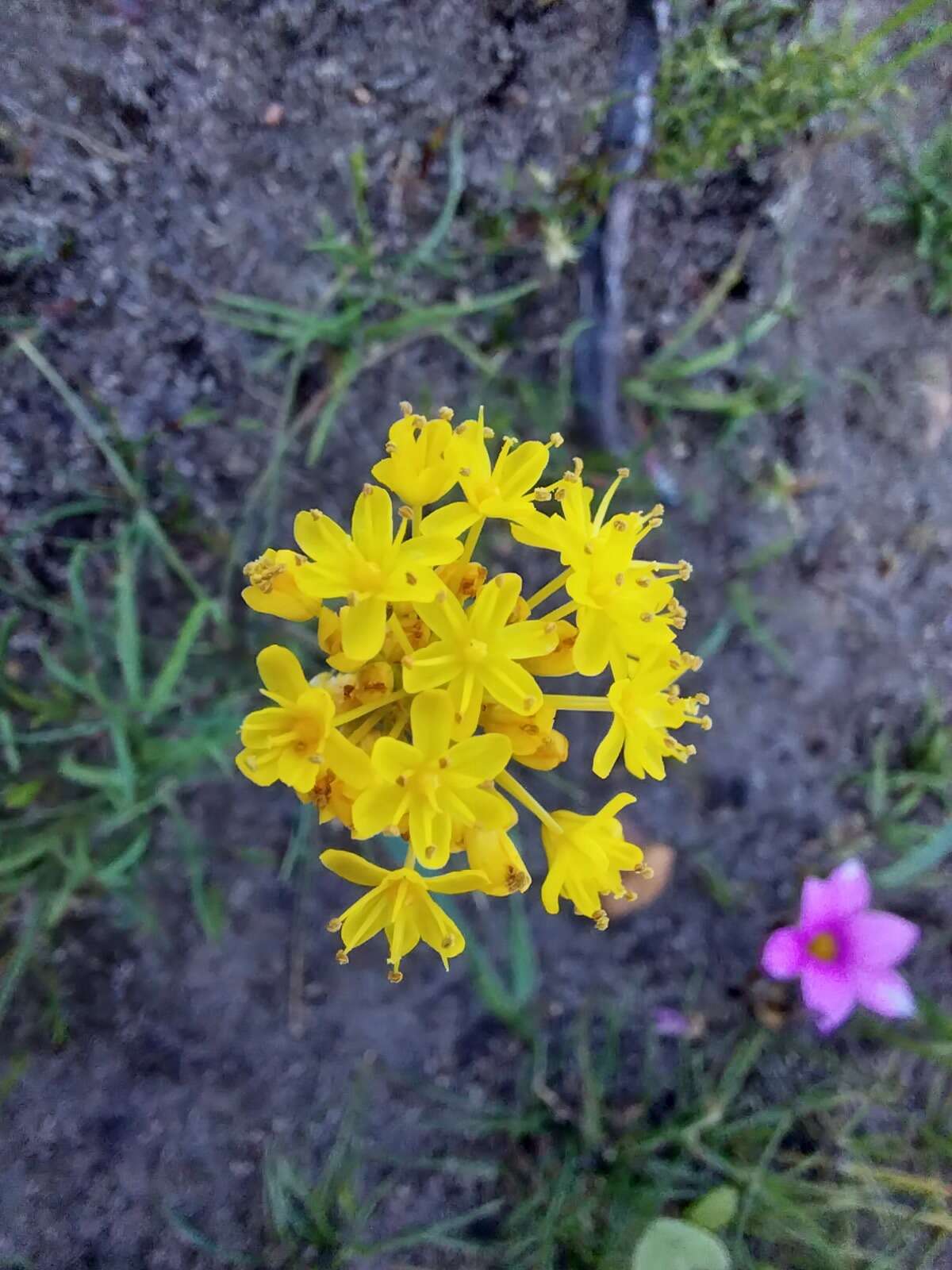 Image of Bulbinella triquetra (L. fil.) Kunth