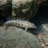 Image of Southern sharpnose sandperch