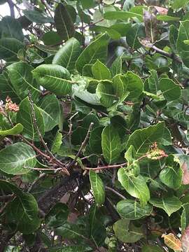 Image of Rhus kearneyi subsp. virginum R. Moran