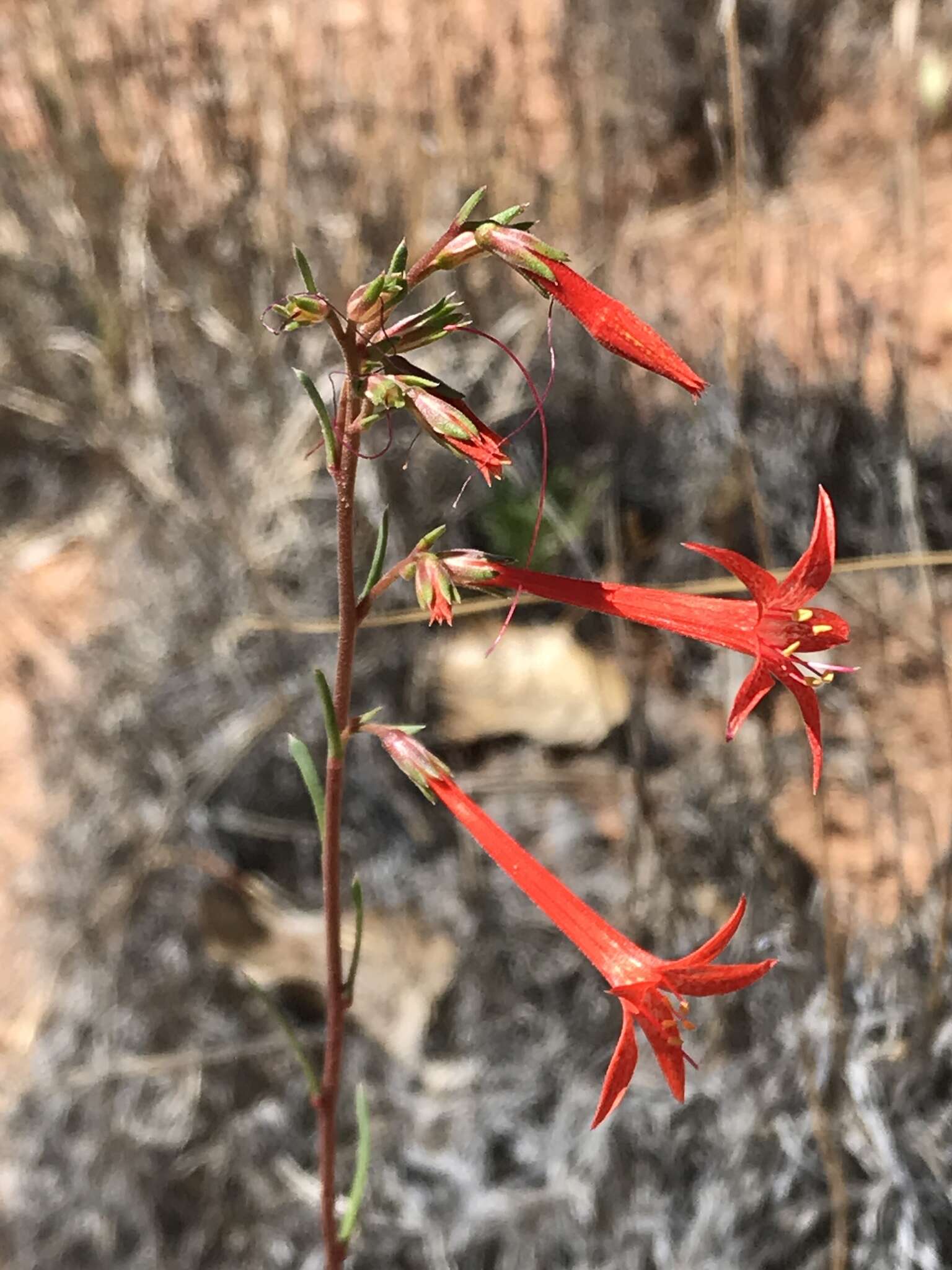 Image of scarlet gilia