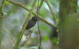 Image of Plumbeous Antbird