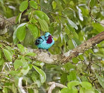 Слика од Cotinga cayana (Linnaeus 1766)