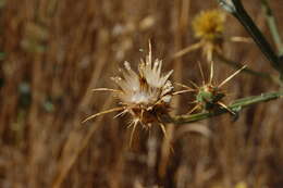 Image of yellow star-thistle