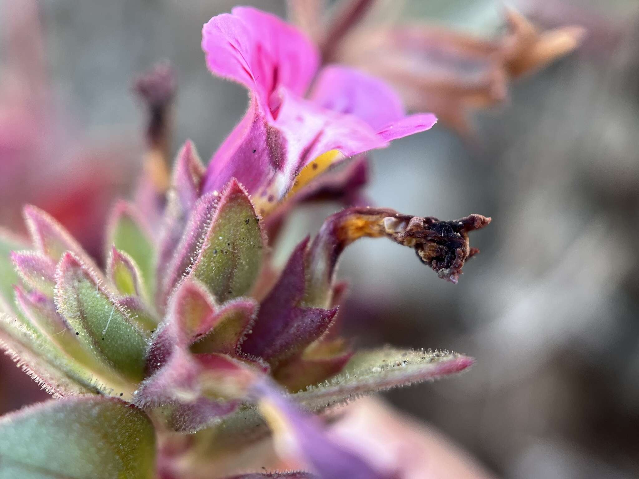 Image of Johnston's monkeyflower